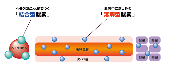 酸素図.gif